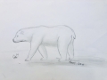 Arctic-Animal-Roni-
